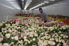 鮮花冷庫建設(shè)與運(yùn)營標(biāo)準(zhǔn)規(guī)范：保障鮮花品質(zhì)的
